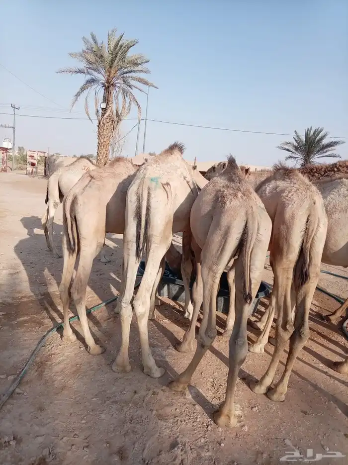 الكمية الكبيرة والسعر الصغير عندنا قعدان جمله وتفريد 2