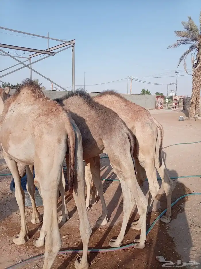 الكمية الكبيرة والسعر الصغير عندنا قعدان جمله وتفريد 6