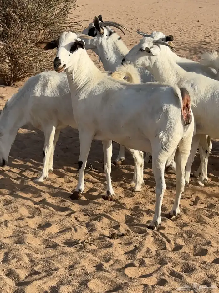 ماعز بيشات صنف 2