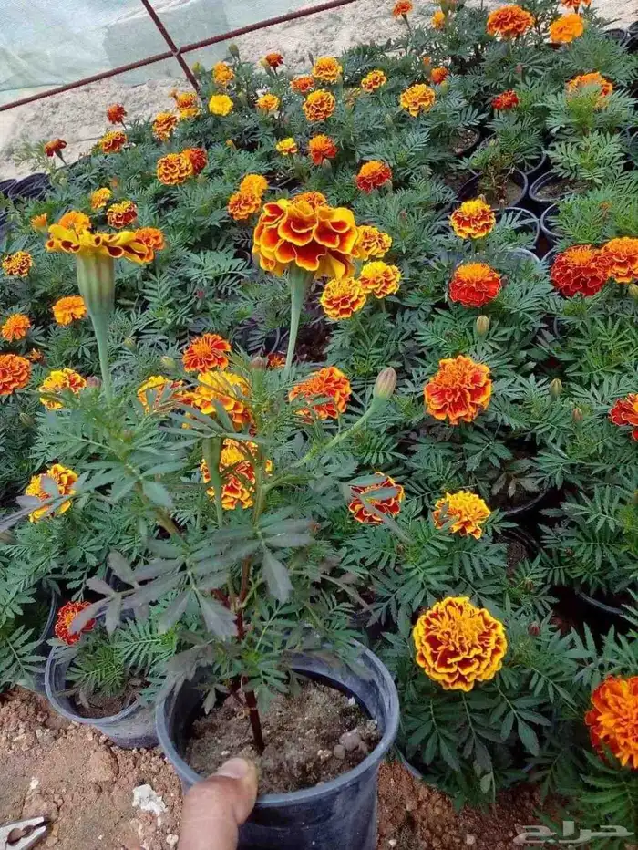 تركيب شبكات الري الزراعي والزراعة 1