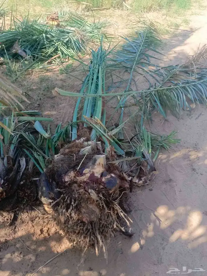 يوجد لدينا جميع انواع انخيل من القصيم 2