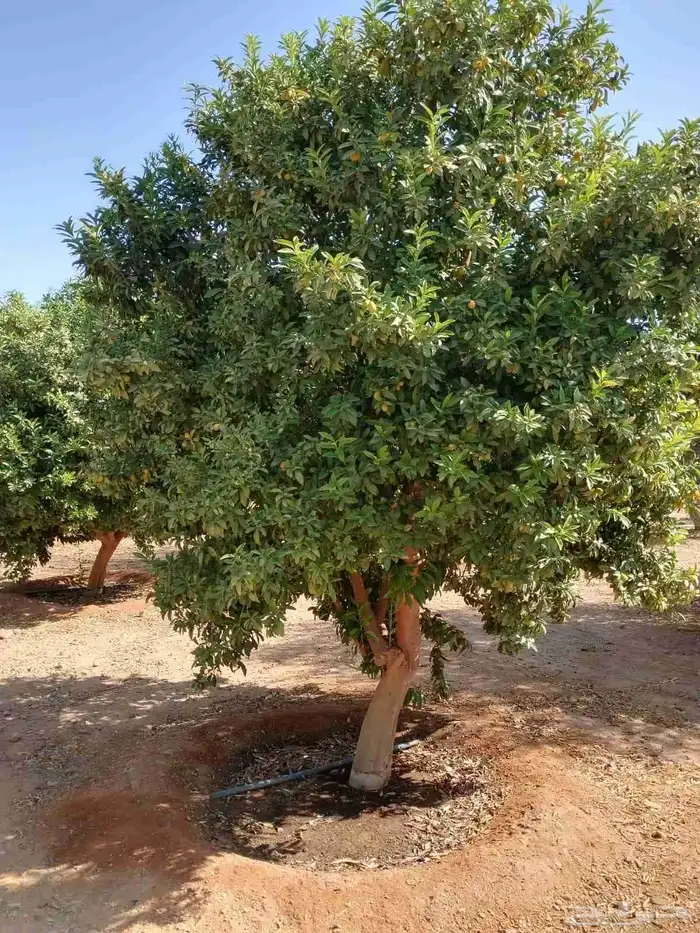 يوجد لدينا حمضيات يوسف أفندي ليمون رمان كمثرا برتقال ابو صره 9