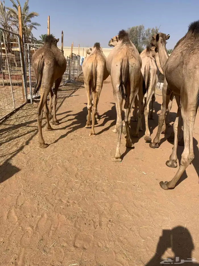 اذا تدور القعدان الصومالي التربيةالنظيفة والحلال اللي يجمل 5