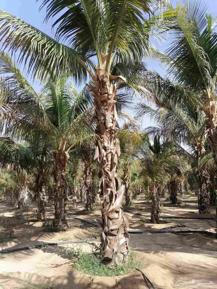 نخل للبيع من جميع المقاسات 29
