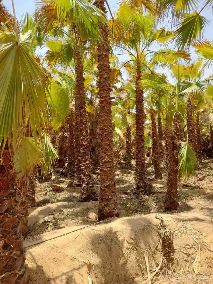 للبيع نخيل عربي مثمر نقايل وفسايل جميع المقاسات والانواع 7