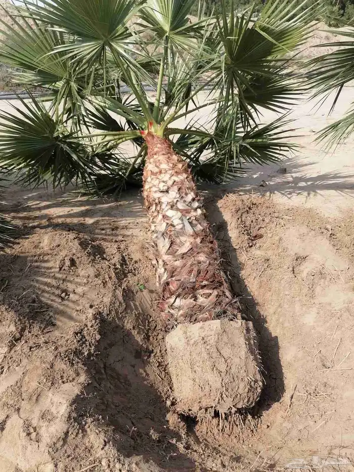 نخل للبيع من جميع المقاسات 26