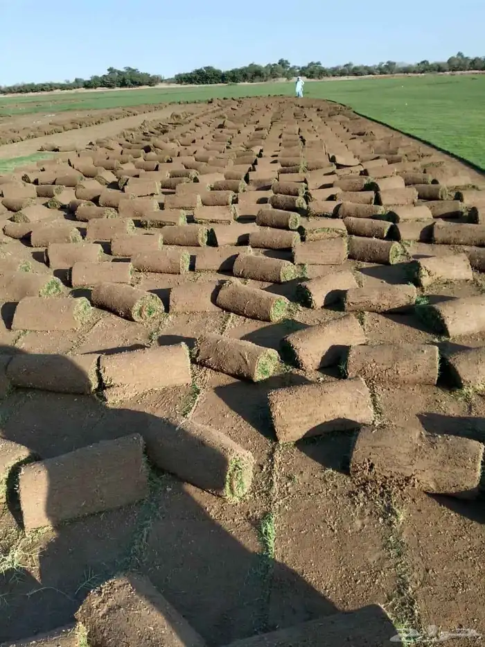 نجيل طبيعي 1