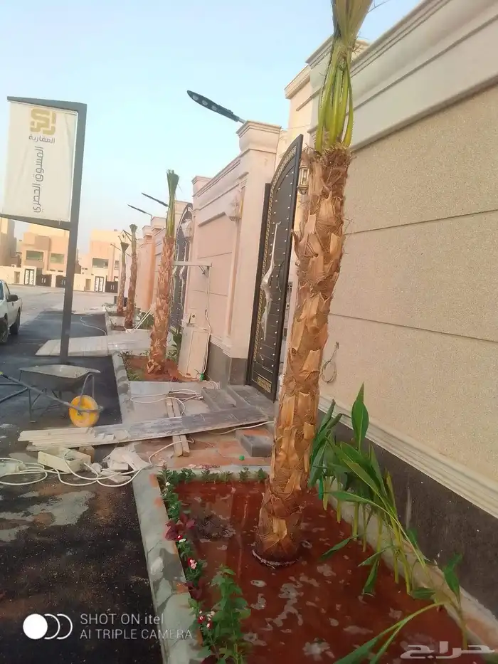 نخل مثمر بجميع انواعها 5