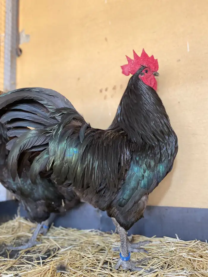 فروخ دجاج الاسترالوب 0