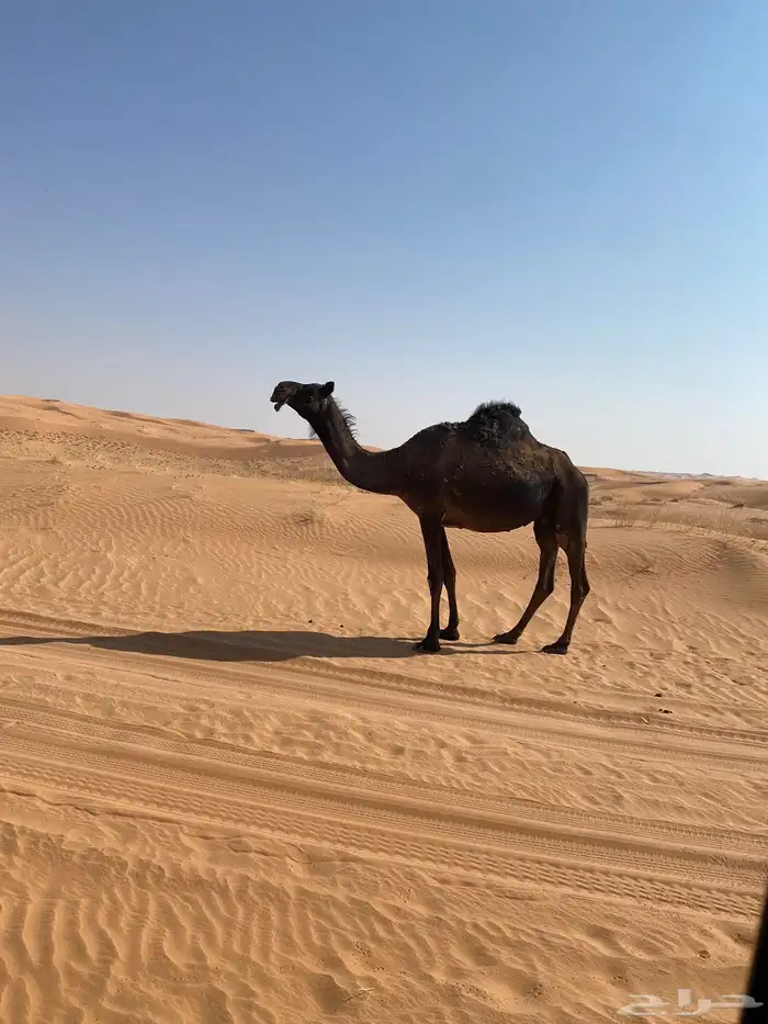 لقحه ثنو على علياني كفو 1
