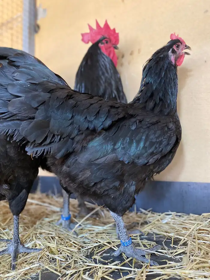 فروخ دجاج الاسترالوب 1