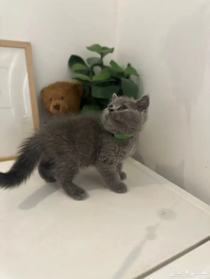 سكوتش بلو مستوى عالي اقساط تابي 2