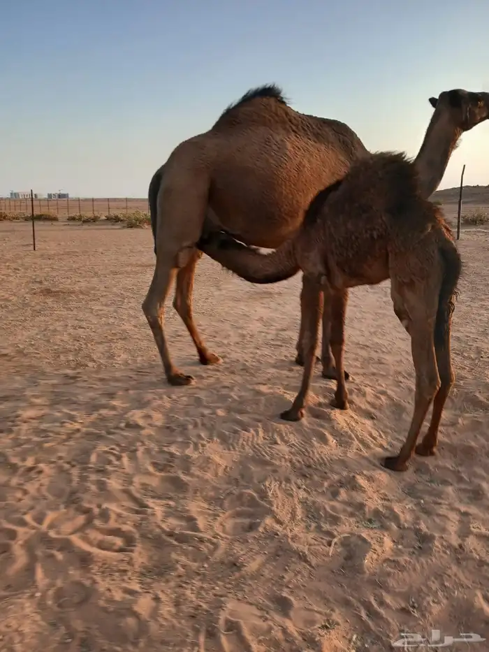 عشره للبيع تحتها بكرة 0
