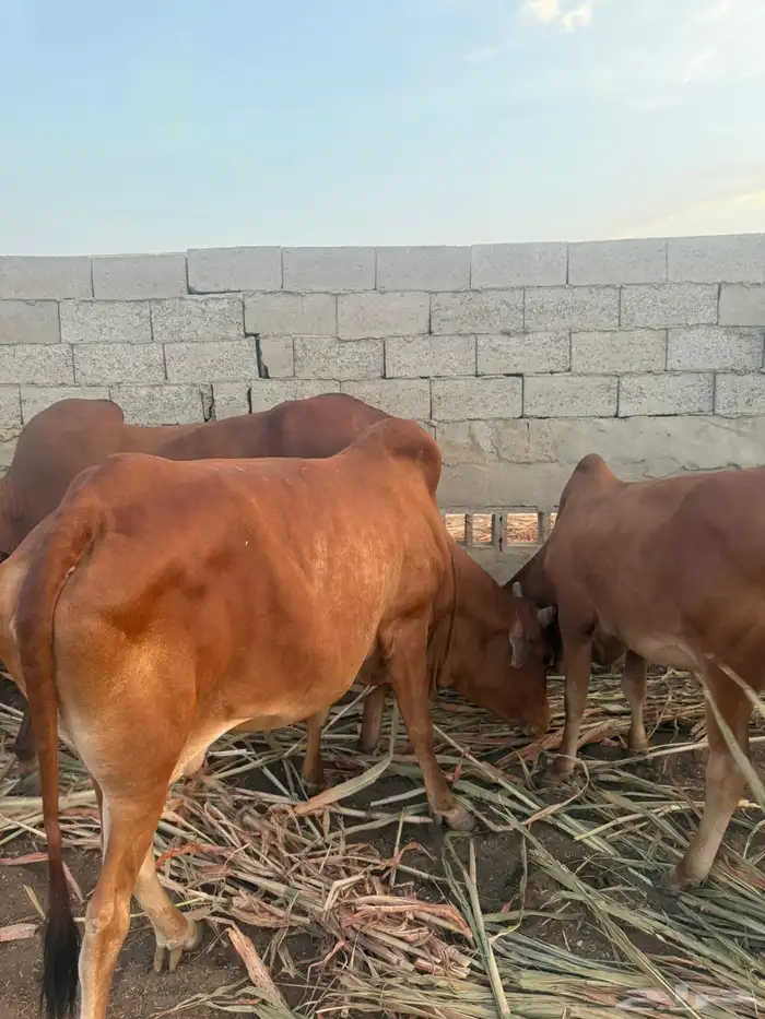بقر بلدي للبيع 0