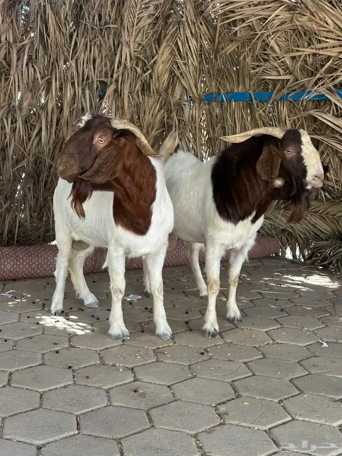 فحول طيبه للبيع ( 2 بورقت ) واحد عارضي 6