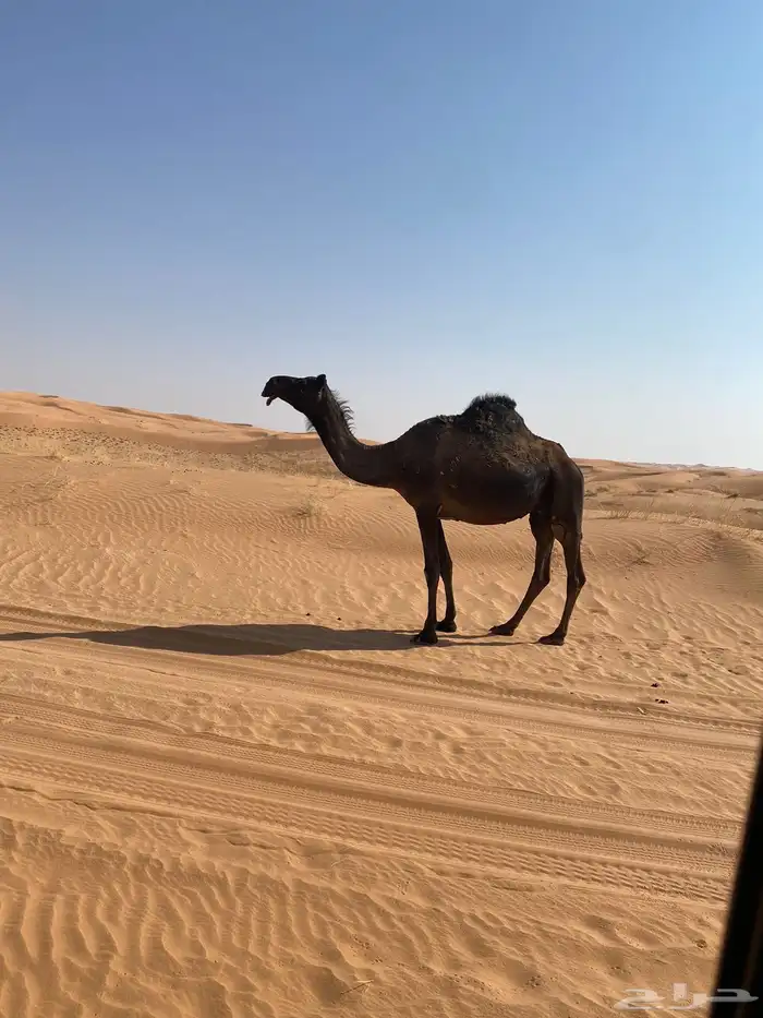 لقحه ثنو على علياني كفو 3