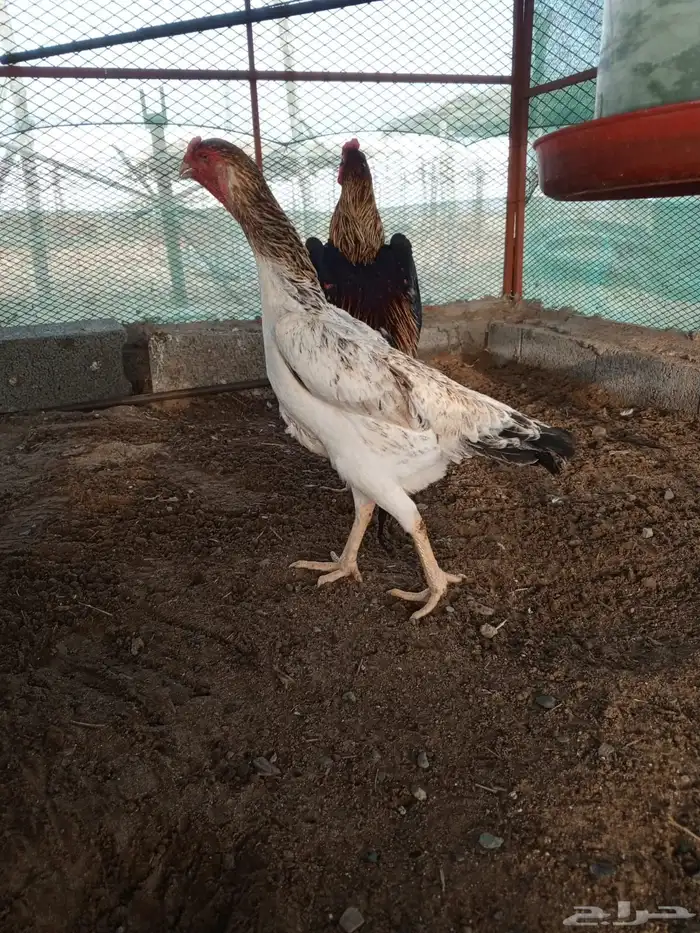 دجاج شامو يباني 0