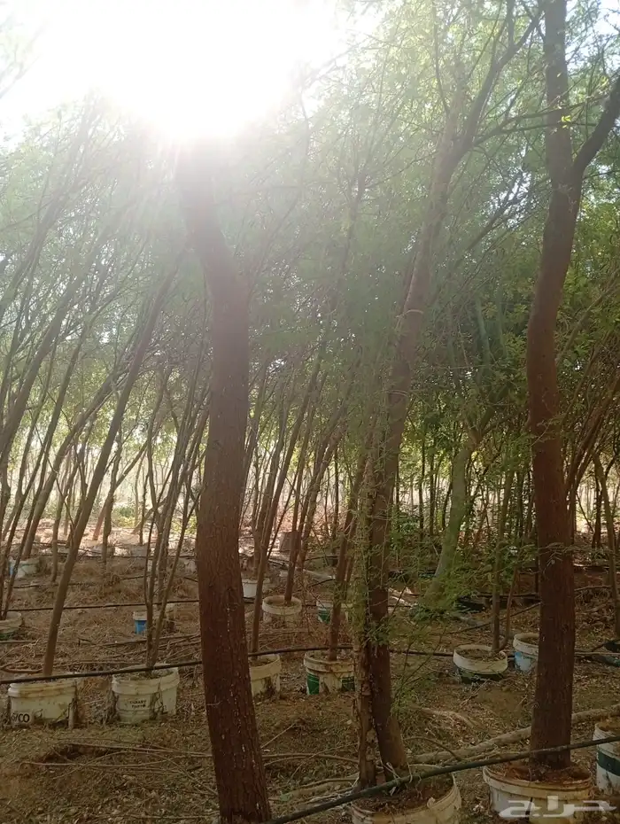 الألوان نساح 3