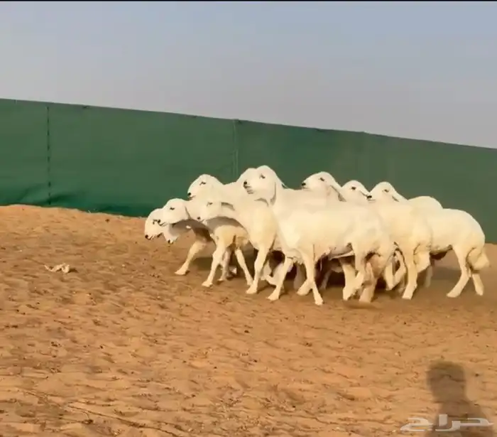 رخال حريات حرش فاخره((( تم البيع ))) 1