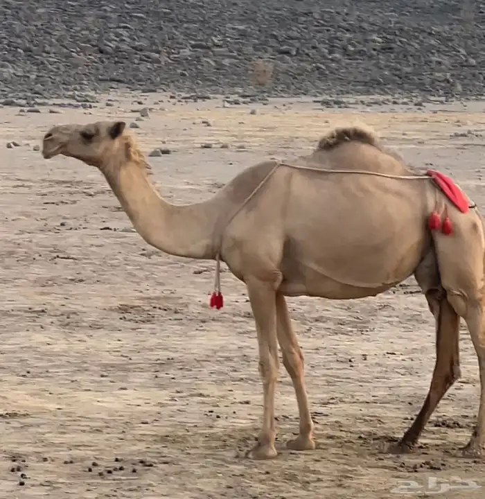 ناقه لقحه شقحا 4