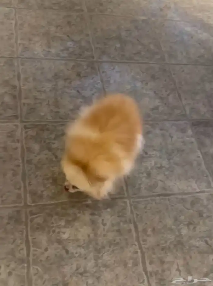 انثى  بوميرينيان  تي كب   تيدي فيس   الكلب المحمول 1