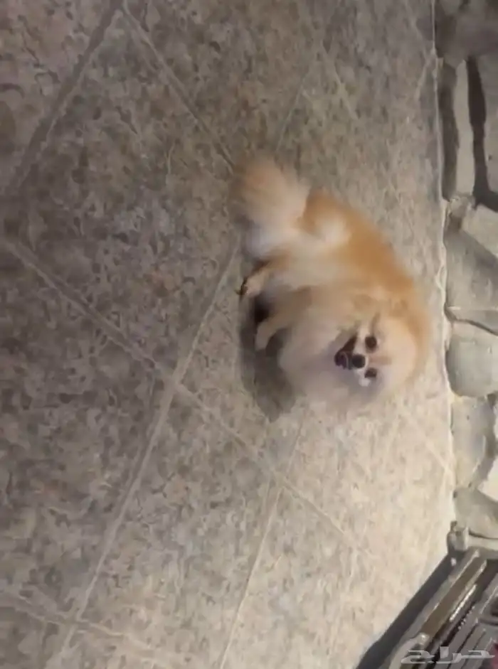 انثى  بوميرينيان  تي كب   تيدي فيس   الكلب المحمول 3