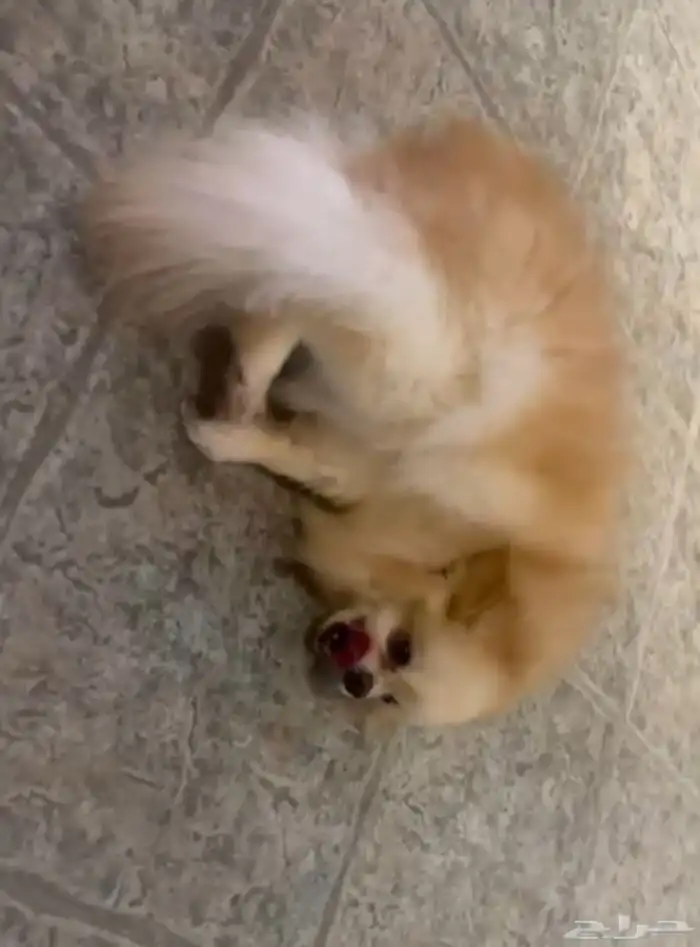 انثى  بوميرينيان  تي كب   تيدي فيس   الكلب المحمول 2