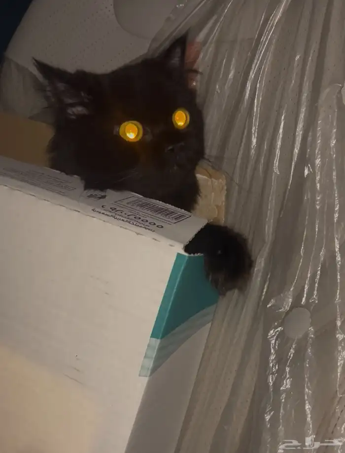 قطة للتبني العاجل 0