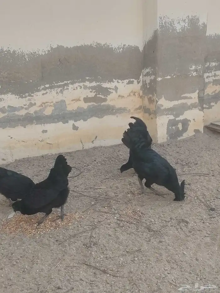 طقم دجاج اندونيسي مستوى عالي توه بدا يبيض 4