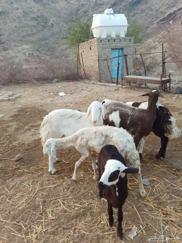 5ضان مقاني 1