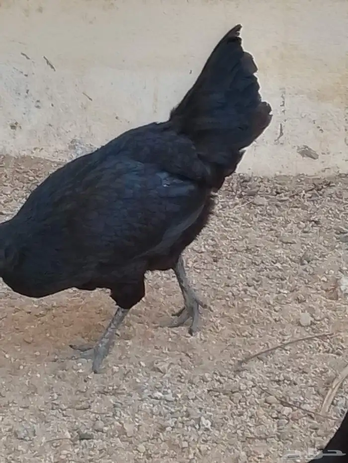 طقم دجاج اندونيسي مستوى عالي توه بدا يبيض 0