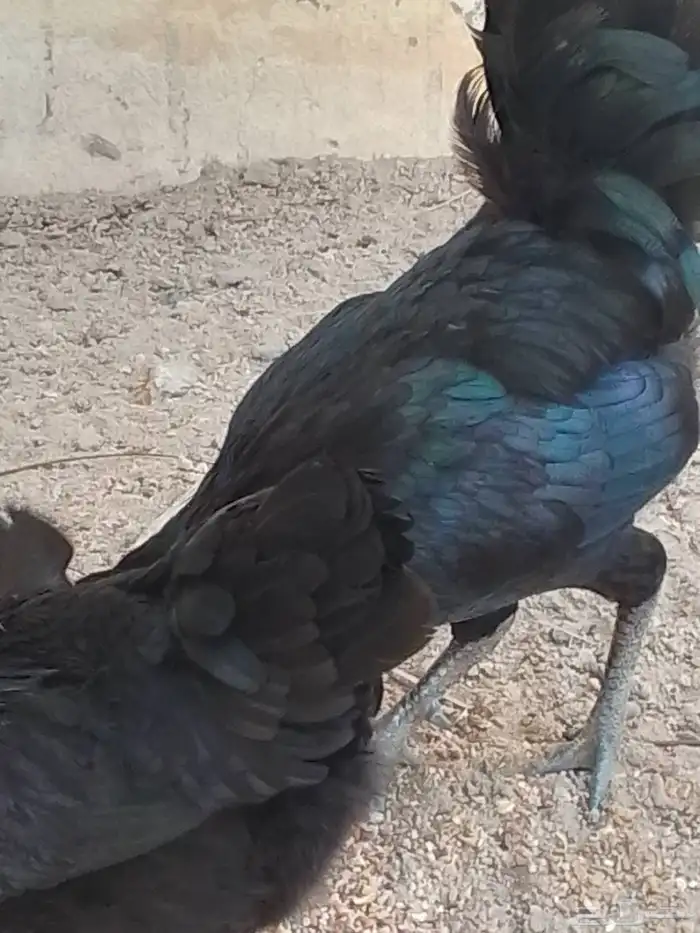 طقم دجاج اندونيسي مستوى عالي توه بدا يبيض 3