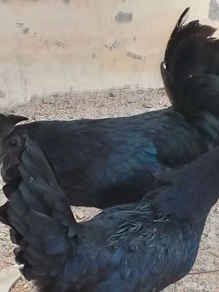 طقم دجاج اندونيسي مستوى عالي توه بدا يبيض 2