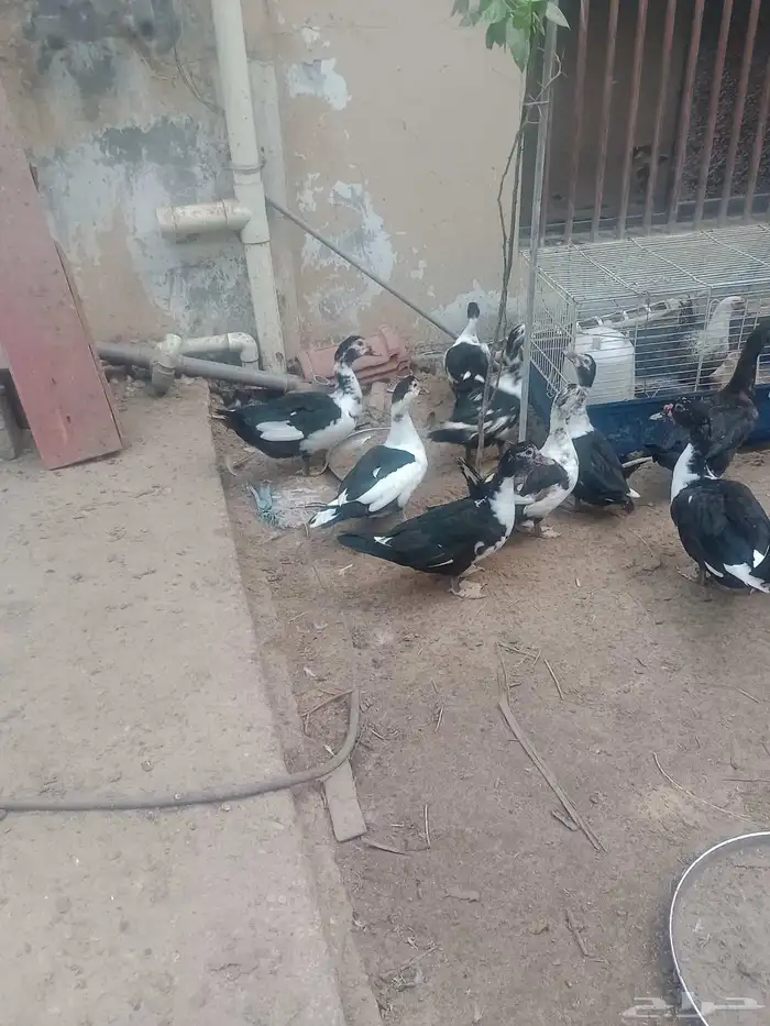 البيع بط مصري 1