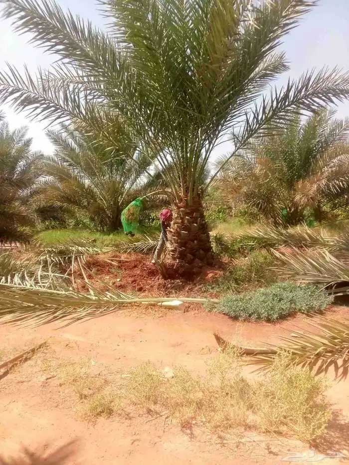نخل مثمر بجميع انواعها 3