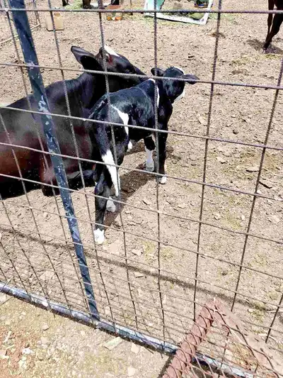 سماد بقري نضيف جدا 0