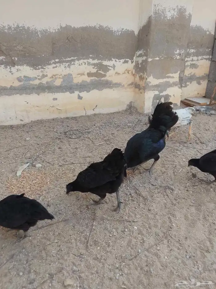 طقم دجاج اندونيسي مستوى عالي توه بدا يبيض 5