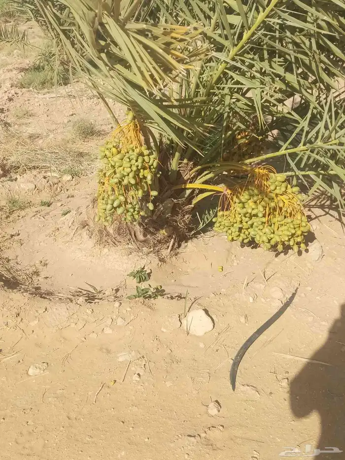 يوجد لادينا نخل عربي جميع لامقاسات ولانواع 8
