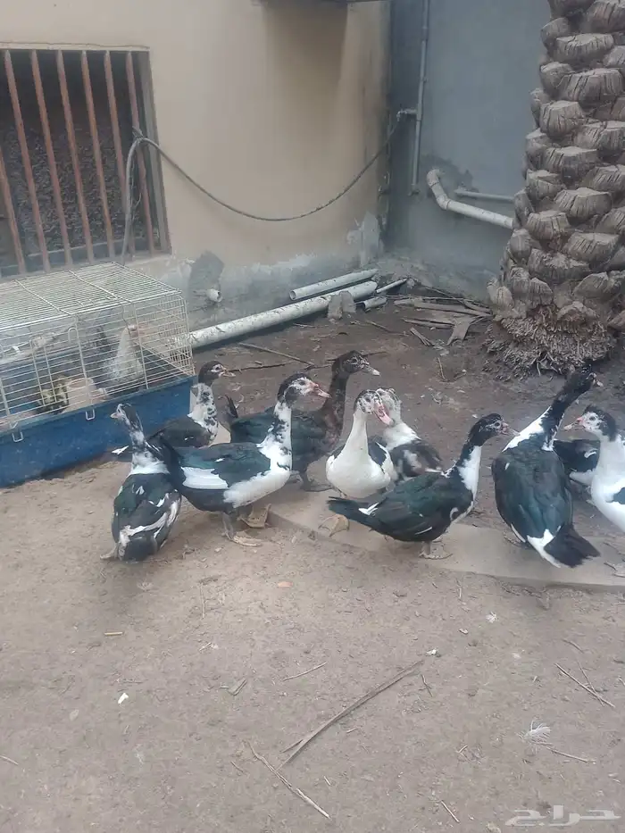 البيع بط مصري 0