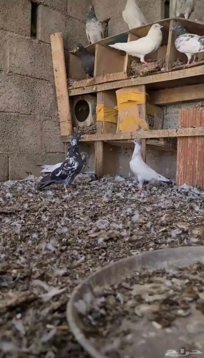 أزواج حمام باكستاني 0