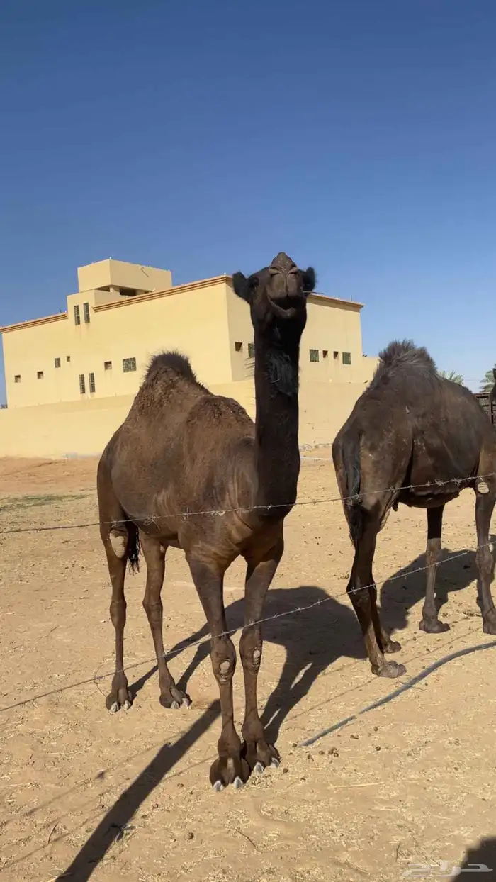 بكره كفو ابوها معروف وامها السوم وصل 36500 0