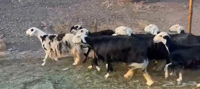 نجد فاخره وعدد قليل 3