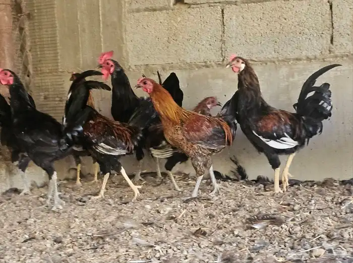 للبيع ديوك دجاج العدد 10 5