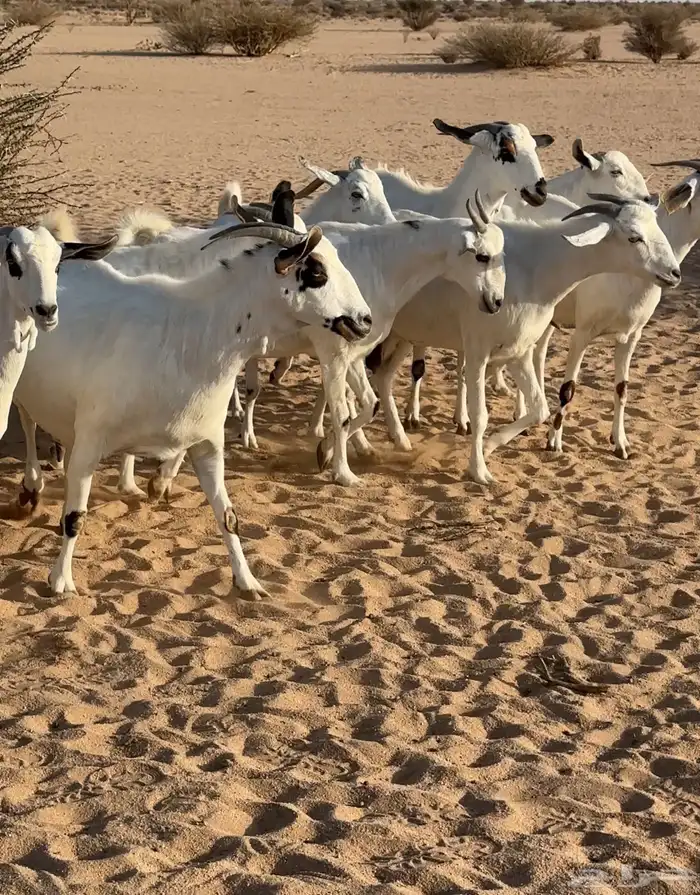 ماعز بيشات صنف 0