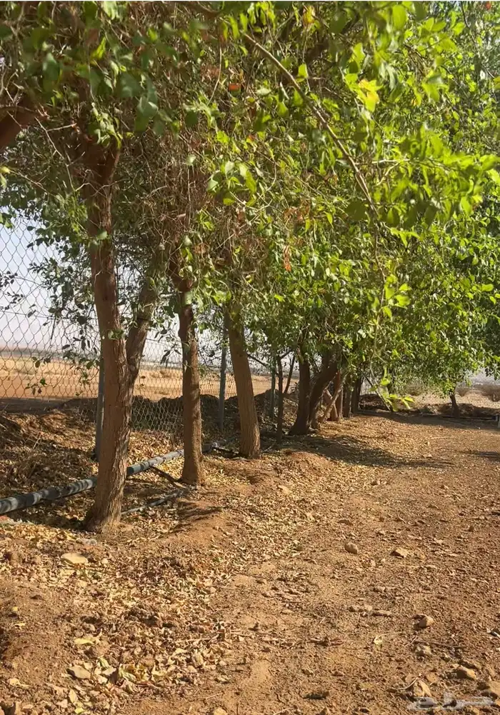 الألوان نساح 7