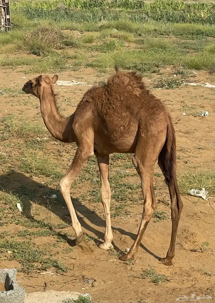 ناقة ساحلية حمراء 4