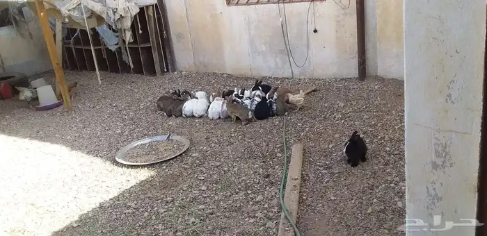 دجاج وأرانب وشبكين كبيره والجميع للبيع 3
