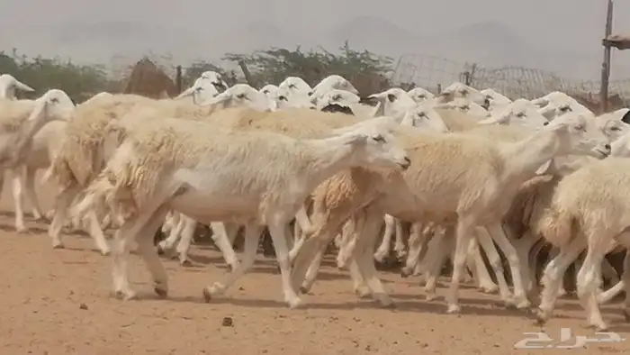 رخال حريات حرش صنف جنب دفيع مراح 140 بالفحل 24