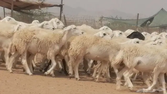 رخال حريات حرش صنف جنب دفيع مراح 140 بالفحل 25