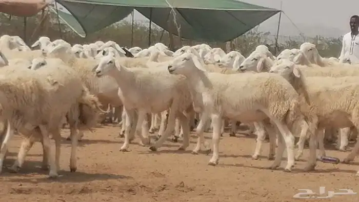 رخال حريات حرش صنف جنب دفيع مراح 140 بالفحل 11